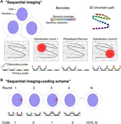 A Shift in Paradigms: Spatial Genomics Approaches to Reveal Single-Cell Principles of Genome Organization